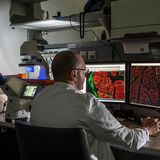 Forscher der MedUni Wien beim Mikroskopieren ©MedUni Wien