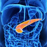 Medizinische 3D-Illustration der Bauchspeicheldrüse ©SciePro Shutterstock.com