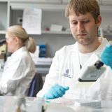 Zwei Forscher:innen der MedUni Wien beim Mikroskopieren und Pipettieren ©MedUni Wien